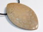 Preview: Fossilized coral on cord