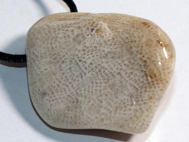 Fossilized coral on cord