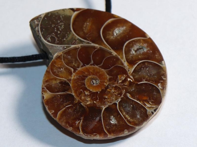 Ammonite on cord