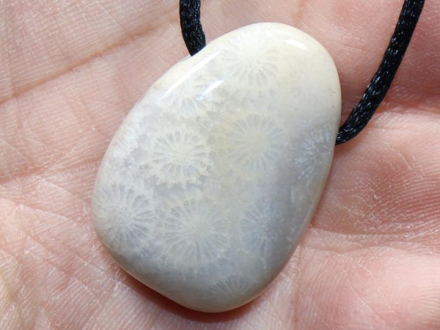 Fossilized coral on cord