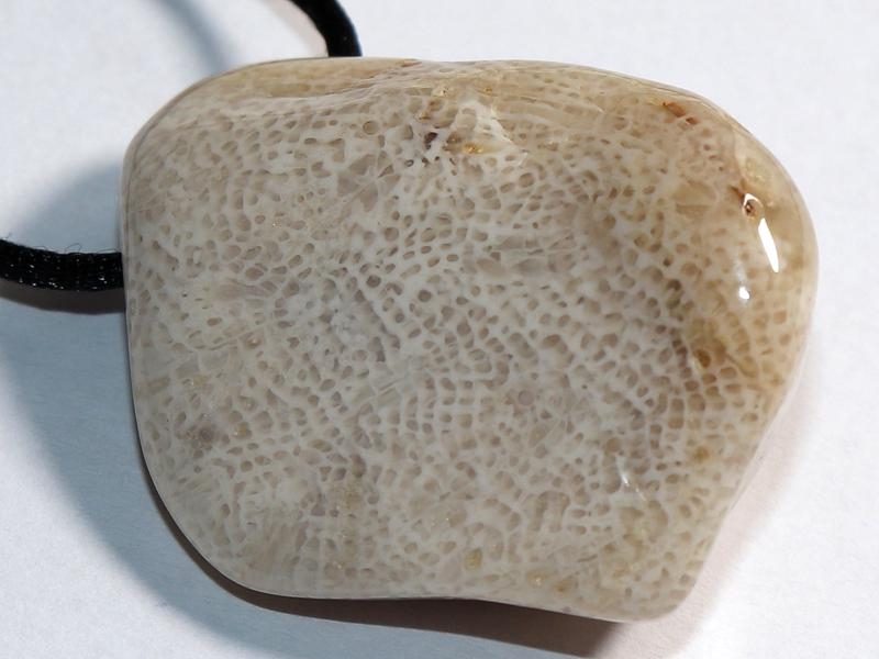 Fossilized coral on cord